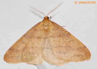 Agriopis aurantiaria